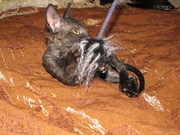 котик редкой породы Уральский рекс (кудрявая шерсть)