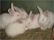 Продам кроликов мясных пород,  от 1 до 3-х месяцев,  цена договорная