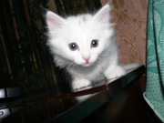 белый котеночек!!!!!