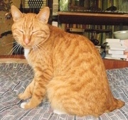 Роскошный рыжий (беспородный) кот
