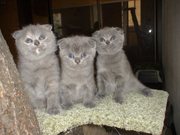 Шотланские голубые вислоухие котята
