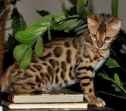 бенгальские леопардовые  котята