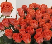 Цветы розы букеты оптом от 10 шт и в розницу с доставкой Екатеринбург