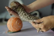 Мини леопарды- бенгальские котята