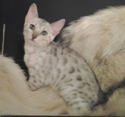 Бенгальские  котята 