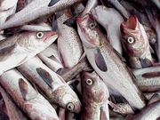 Поставщики рыбы: ООО ГК «Атлант» предлагает купить рыбу и мясо оптом